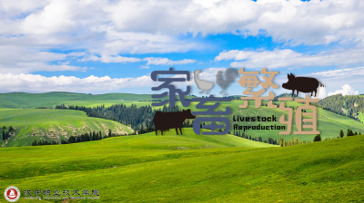 家畜繁殖